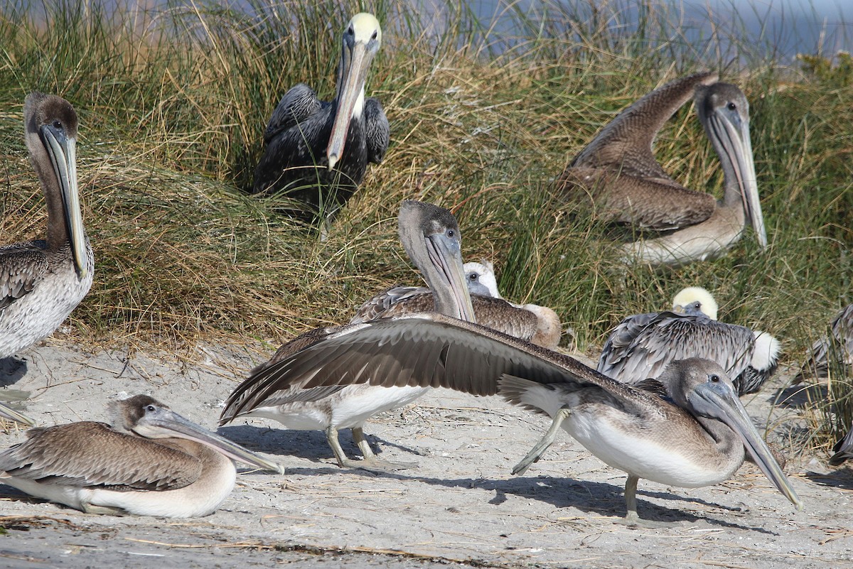 Brown Pelican - ML626119871