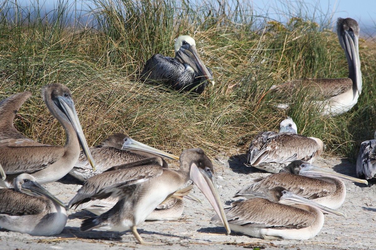 Brown Pelican - ML626119872