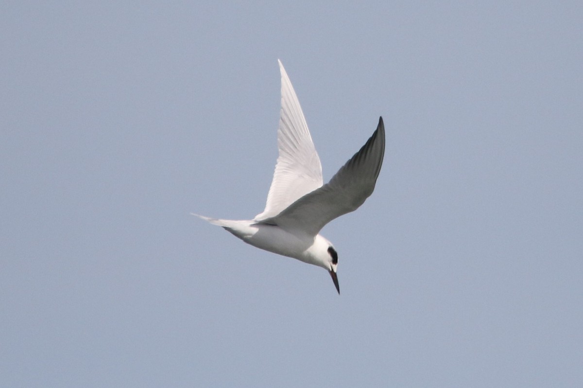 Forster's Tern - ML626119878