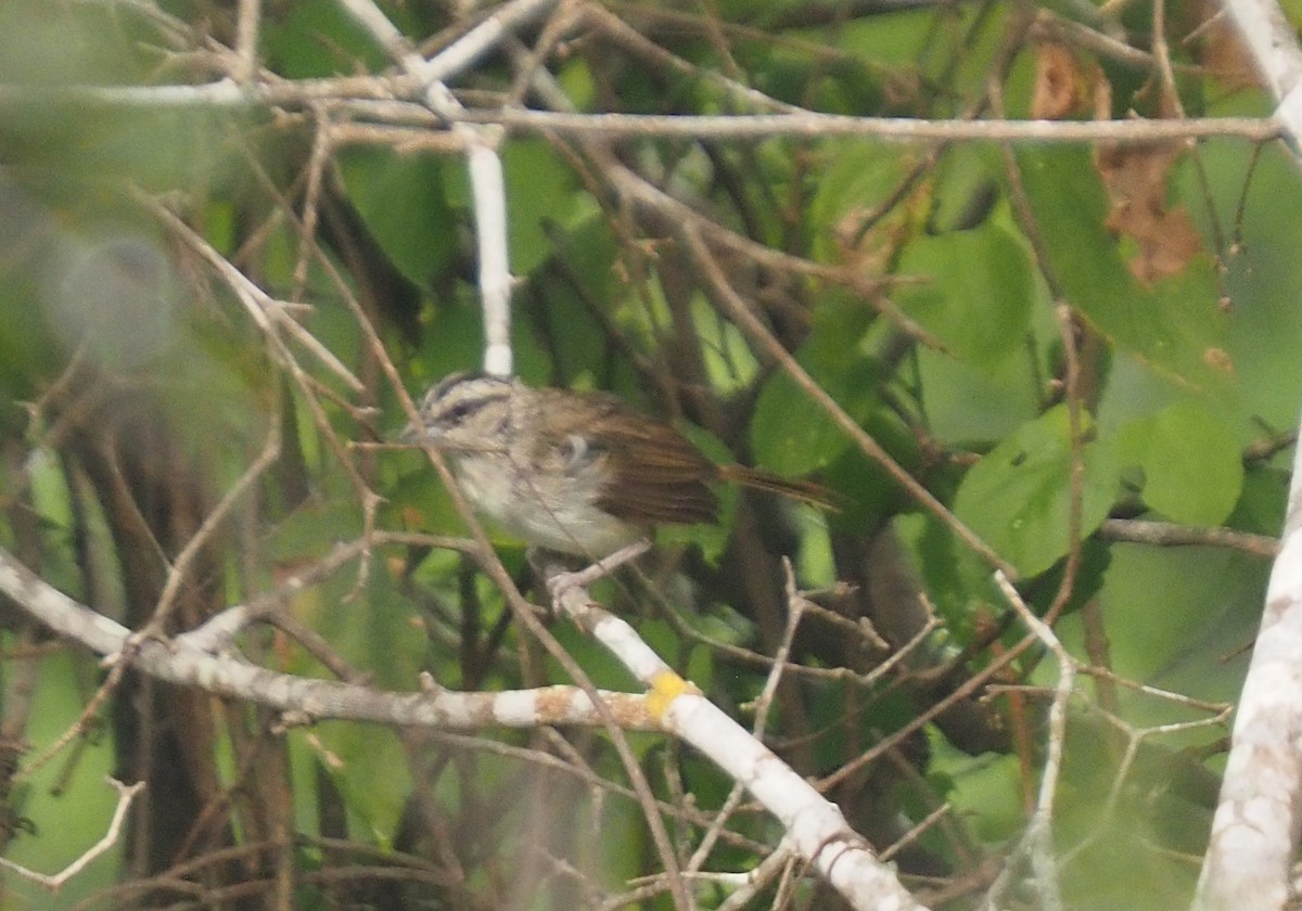 Tocuyo Sparrow - ML626120005