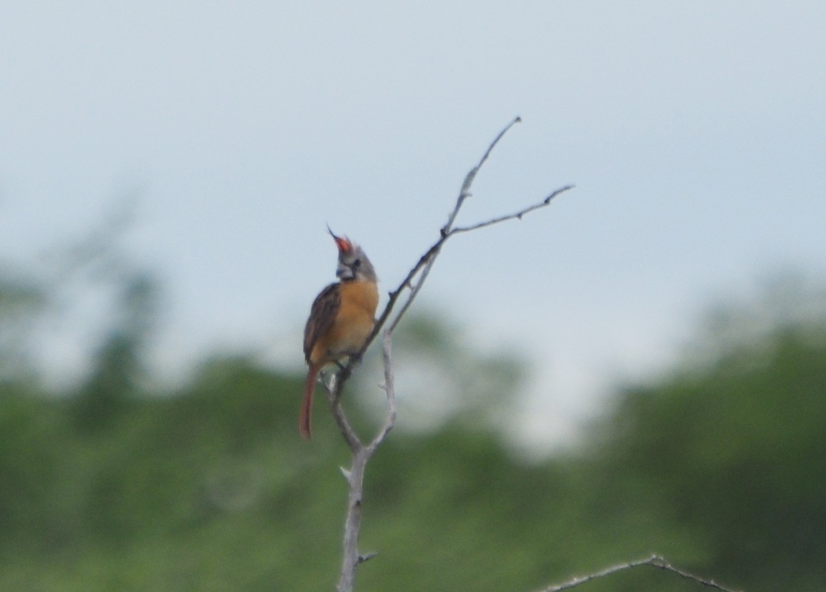 Vermilion Cardinal - ML626120161