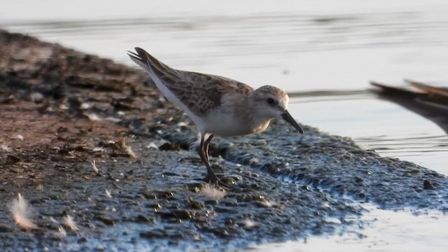 Red-necked Stint - ML626120166