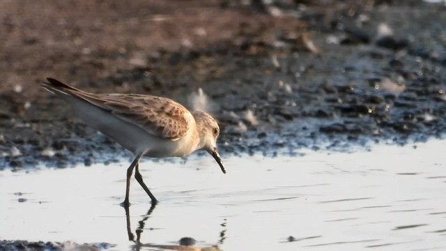 Red-necked Stint - ML626120167