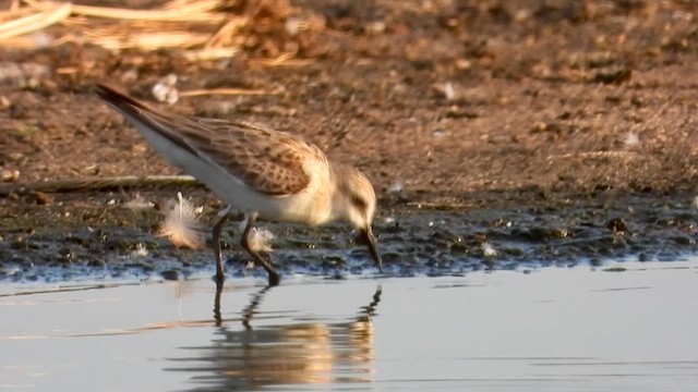Red-necked Stint - ML626120168