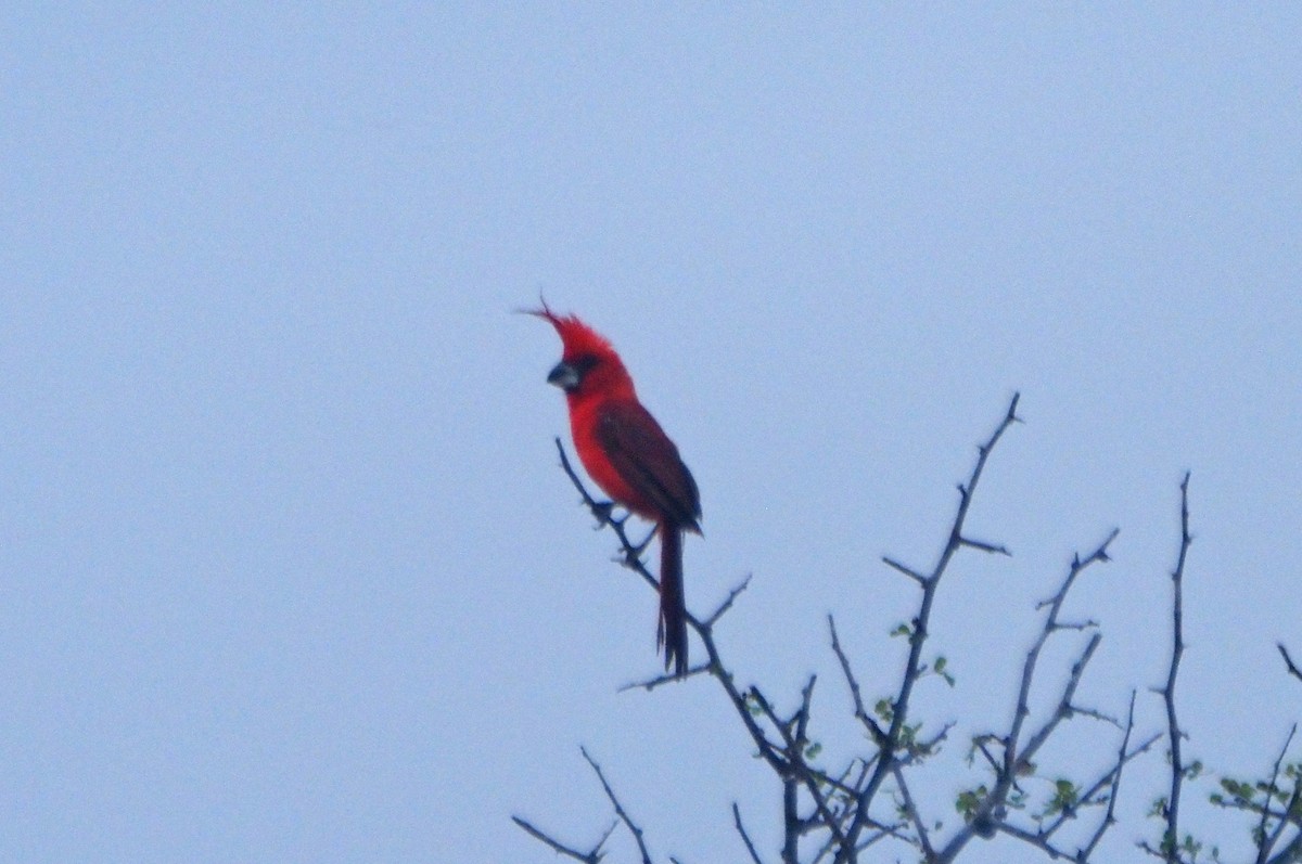 Vermilion Cardinal - ML626120177