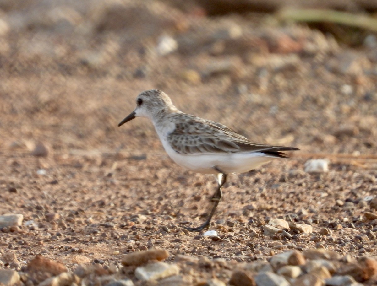 Red-necked Stint - ML626120186