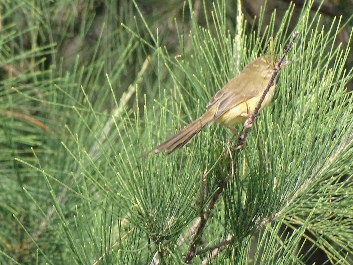 orientprinia - ML626120187