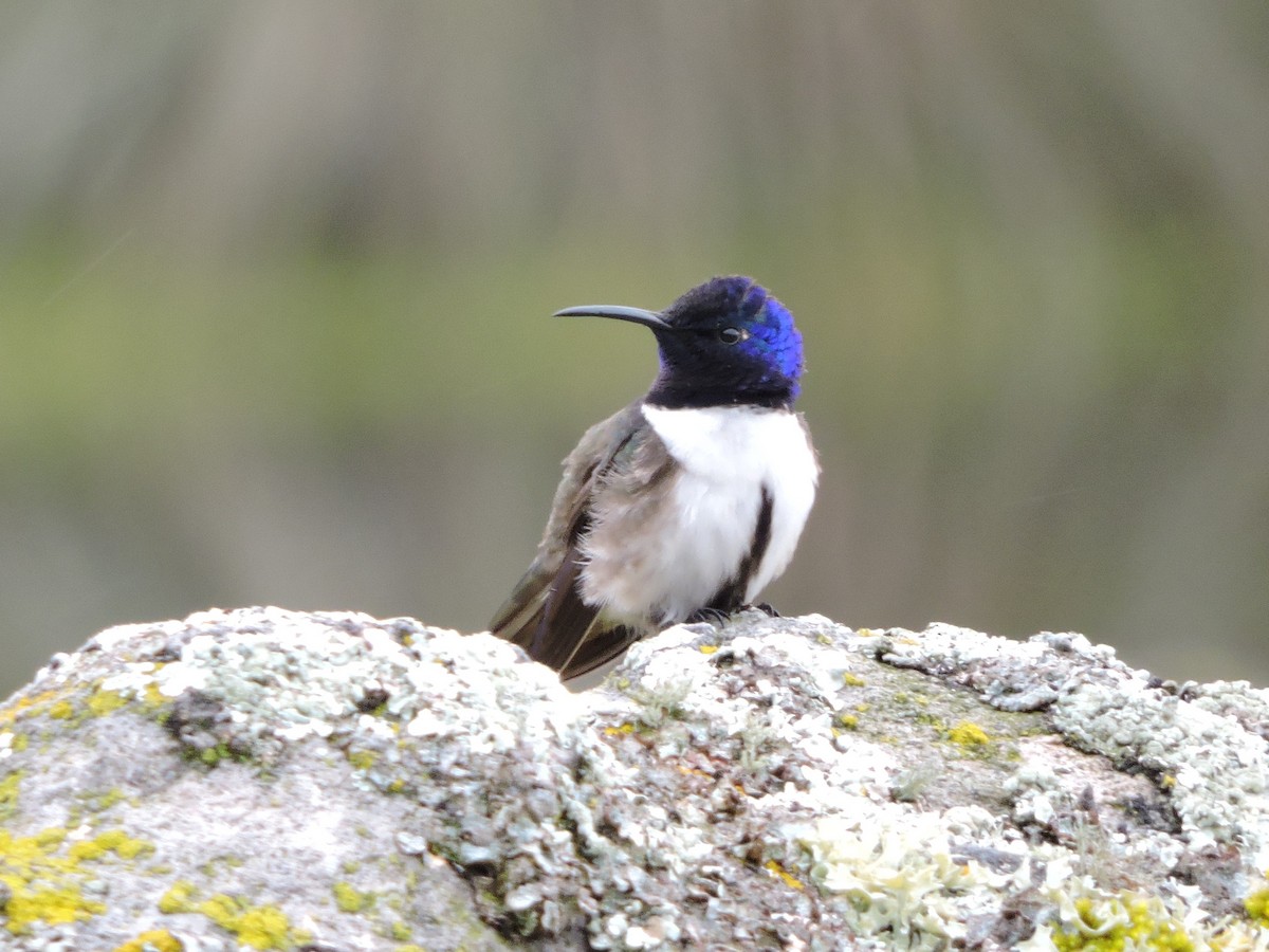 Colibri du Chimborazo - ML62612021