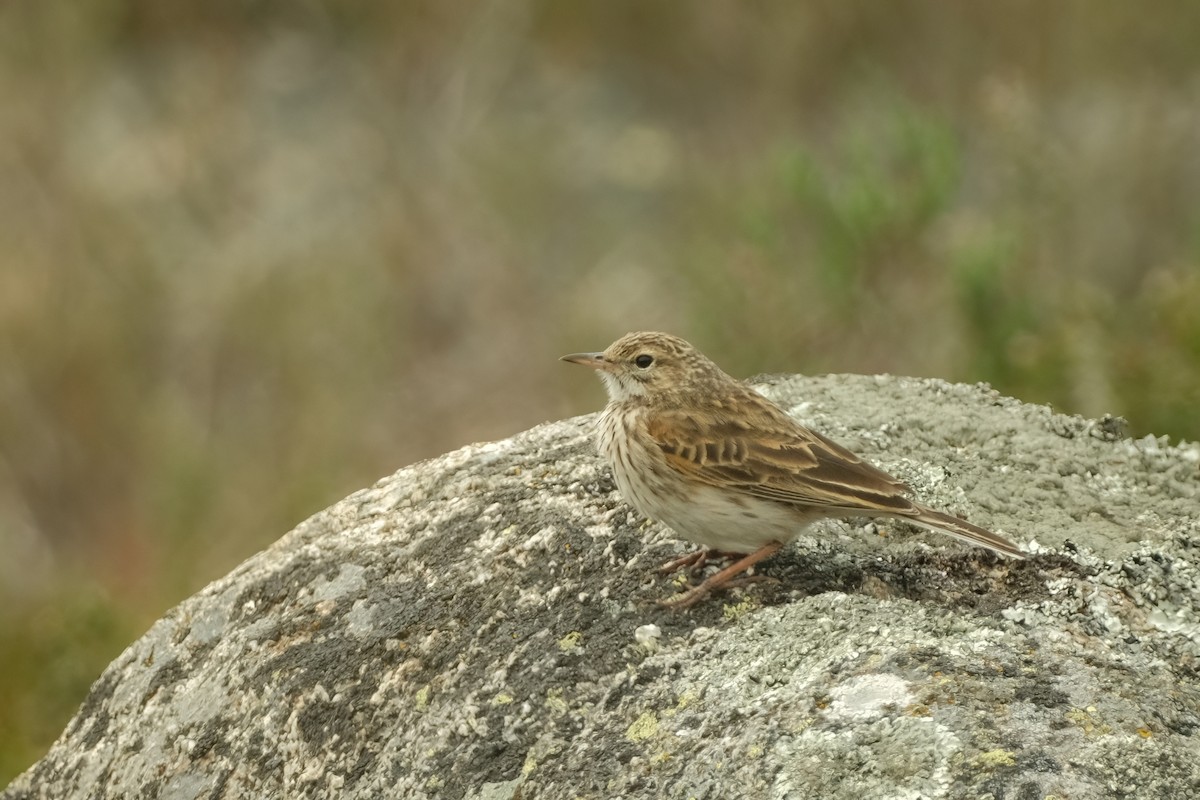 Australian Pipit - ML626120339