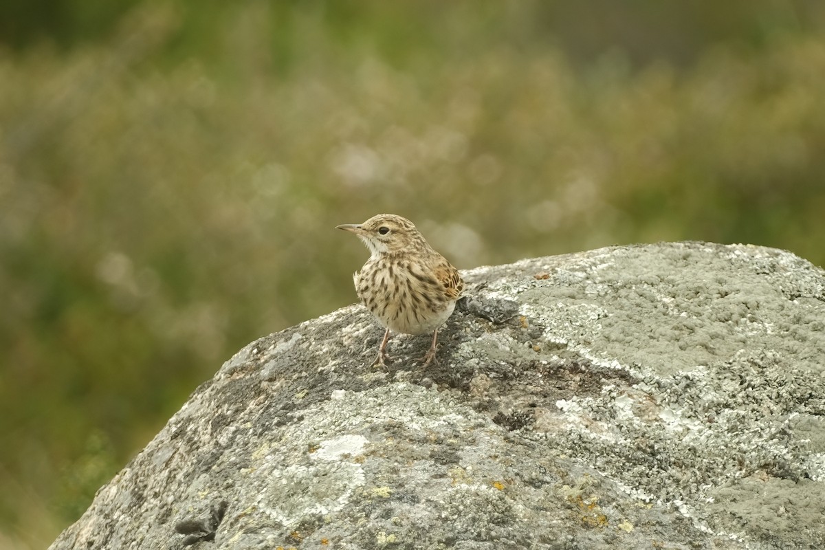 Australian Pipit - ML626120340