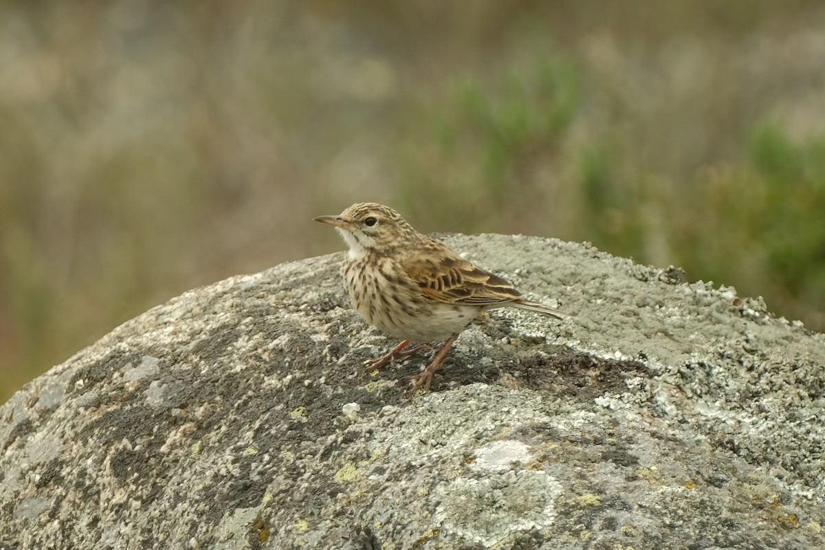 Australian Pipit - ML626120341