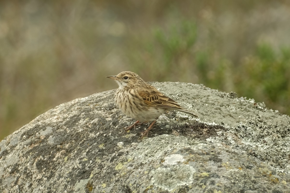 Australian Pipit - ML626120342