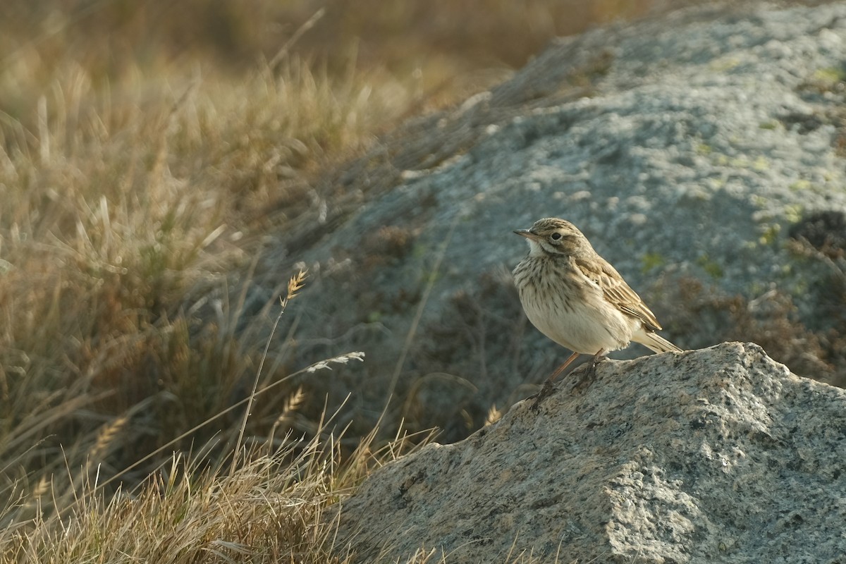 Australian Pipit - ML626120343