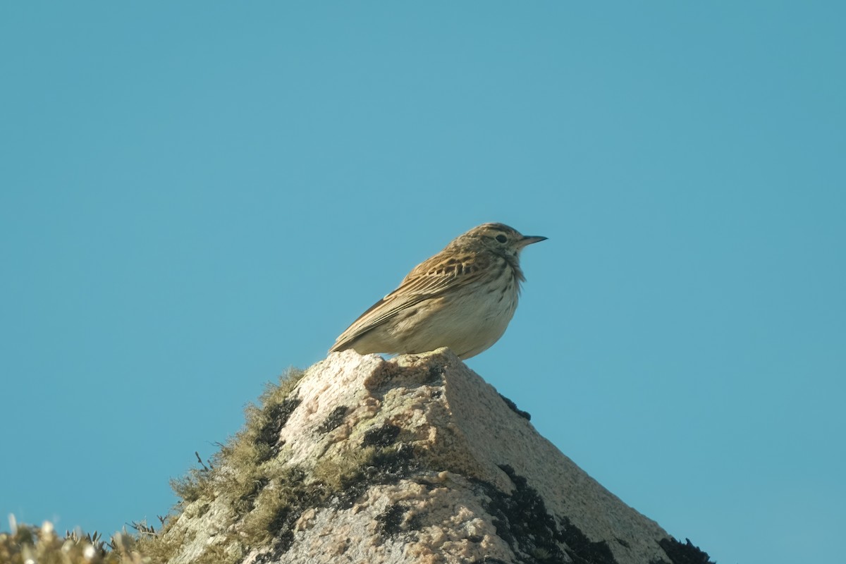 Australian Pipit - ML626120344