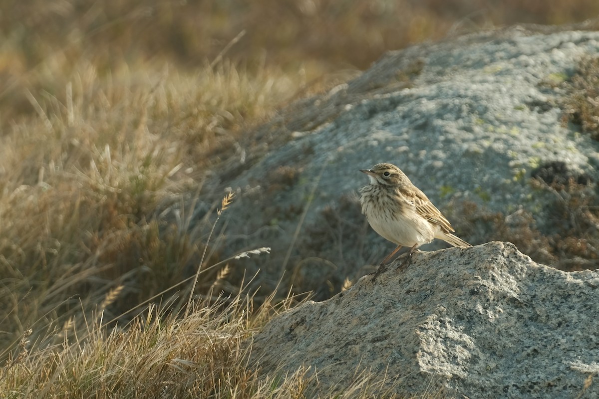 Australian Pipit - ML626120345