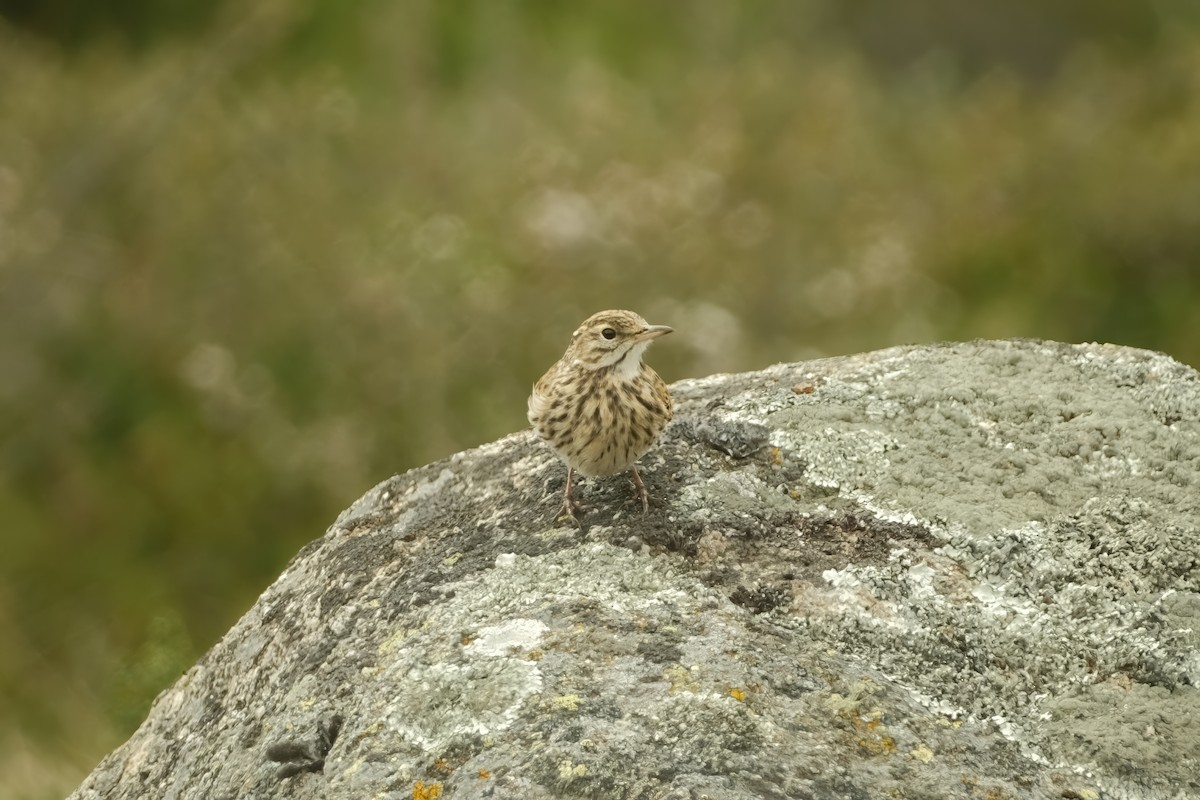 Australian Pipit - ML626120346