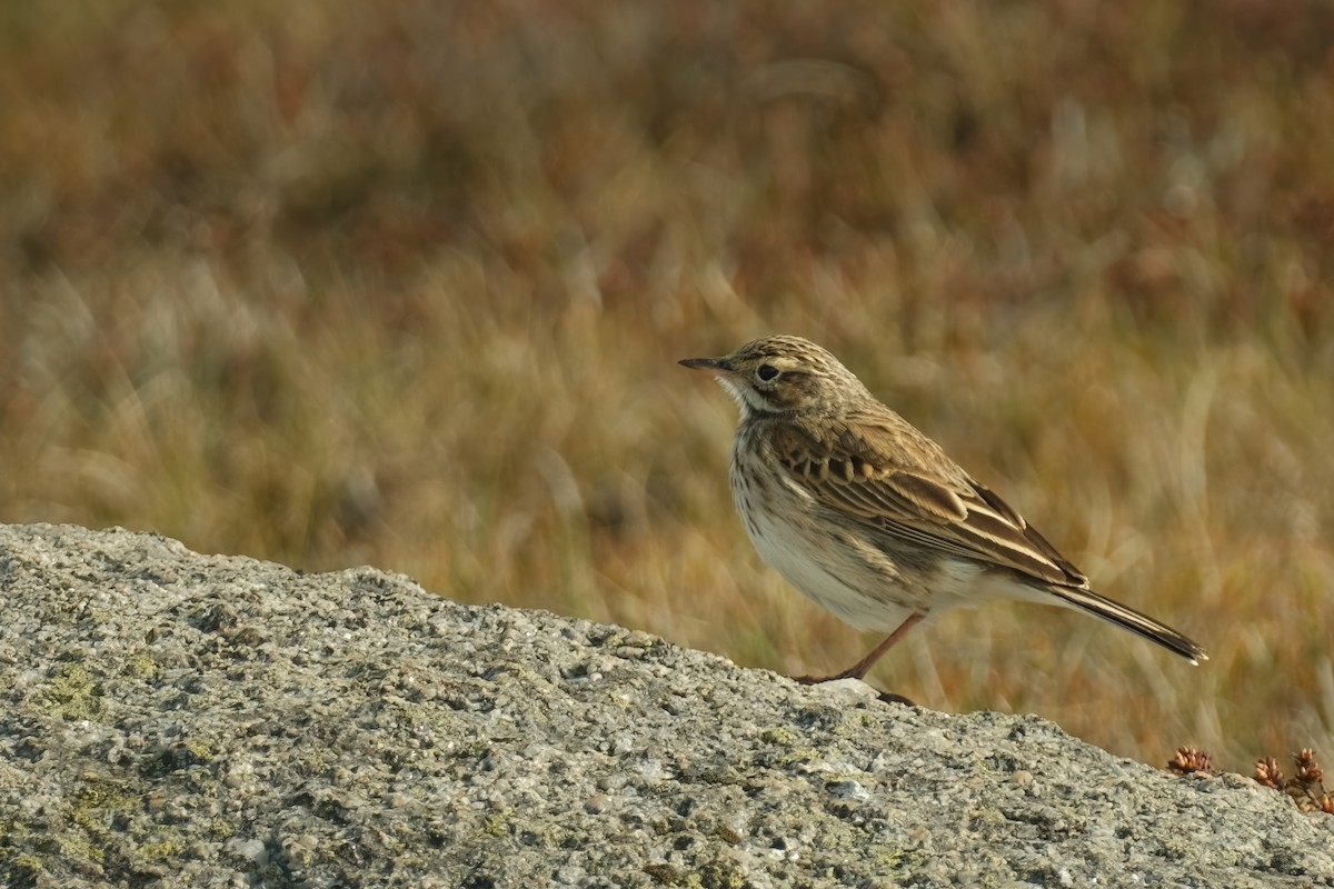 Australian Pipit - ML626120347