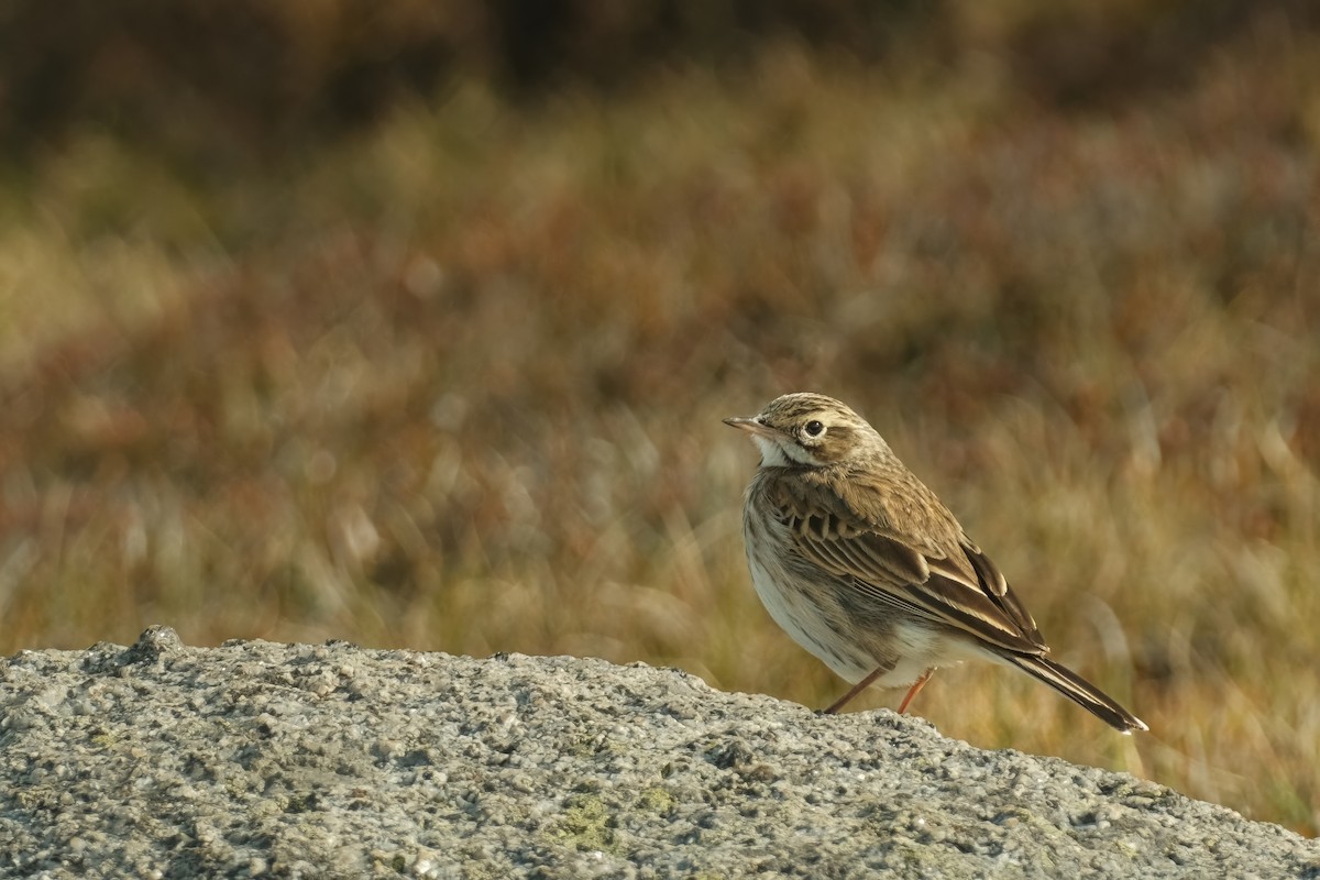 Australian Pipit - ML626120348