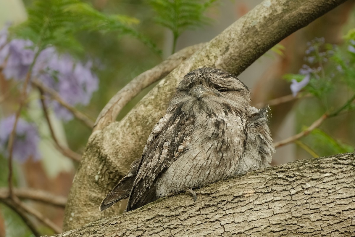 Tawny Frogmouth - ML626120415