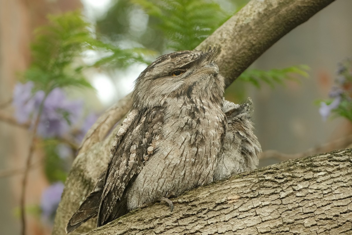 Tawny Frogmouth - ML626120416