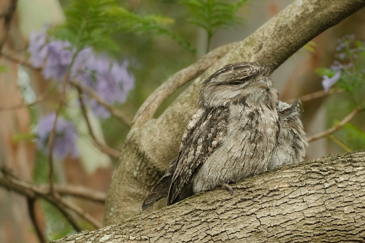 Tawny Frogmouth - ML626120417