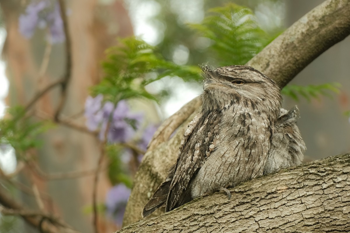 Tawny Frogmouth - ML626120418