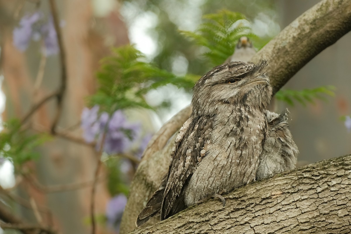 Tawny Frogmouth - ML626120419