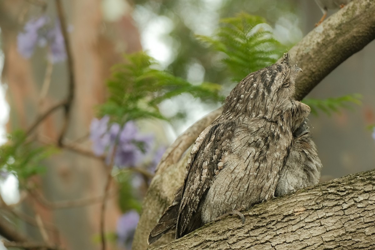 Tawny Frogmouth - ML626120420