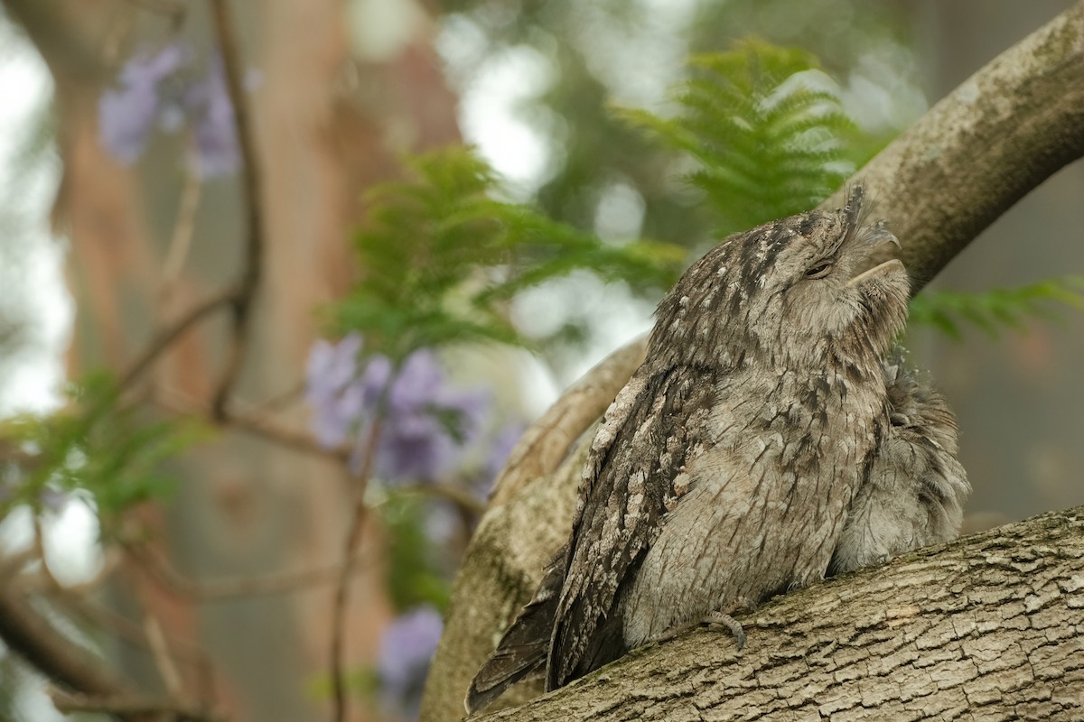 Tawny Frogmouth - ML626120421