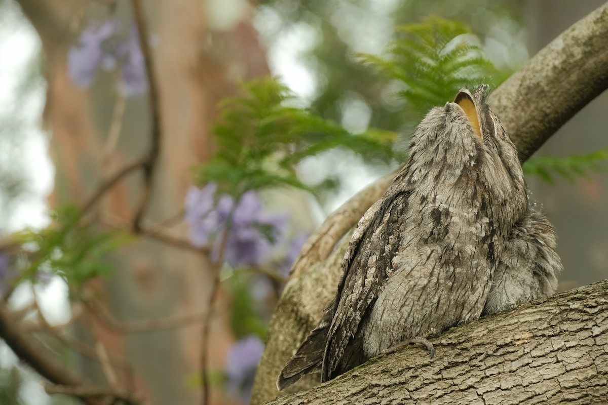 Tawny Frogmouth - ML626120422