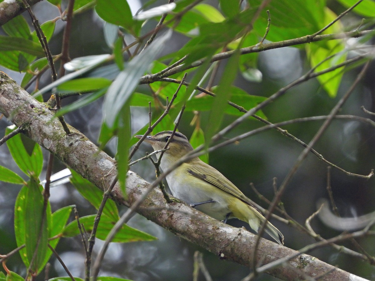 Chivi Vireo (migratory) - ML626120475
