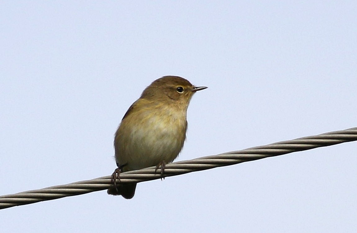 Common Chiffchaff - ML626120547
