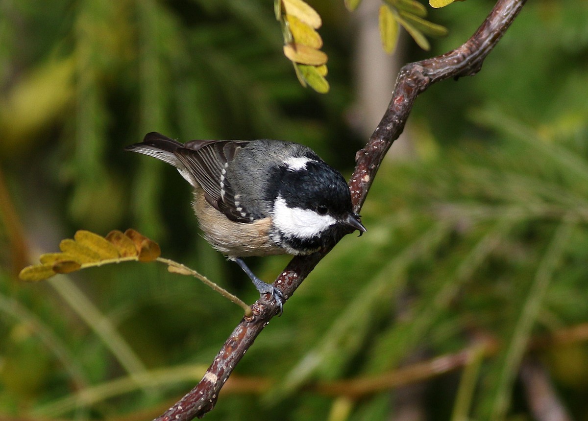 Coal Tit - ML626120554