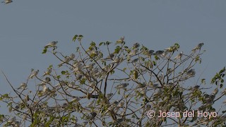  - Scissor-tailed Kite