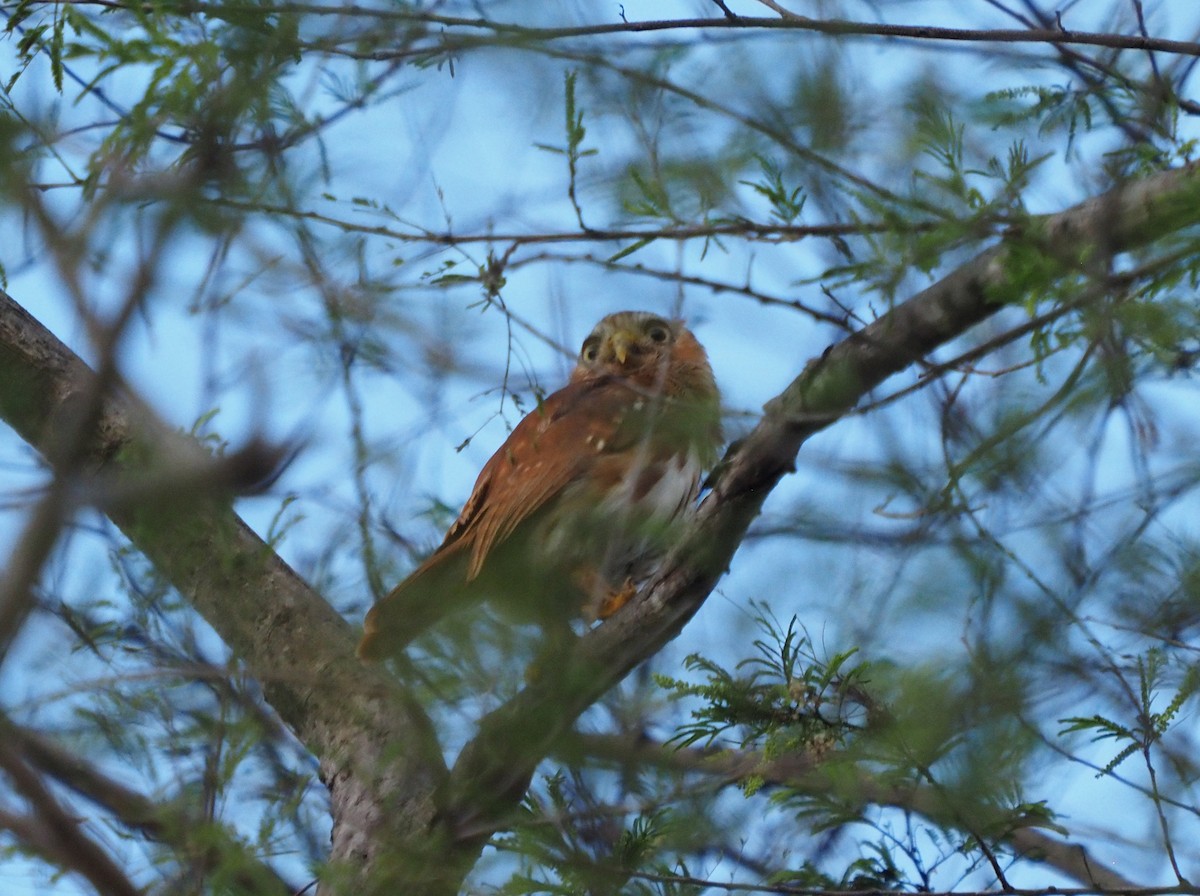 Ferruginous Pygmy-Owl (Ferruginous) - ML626120678