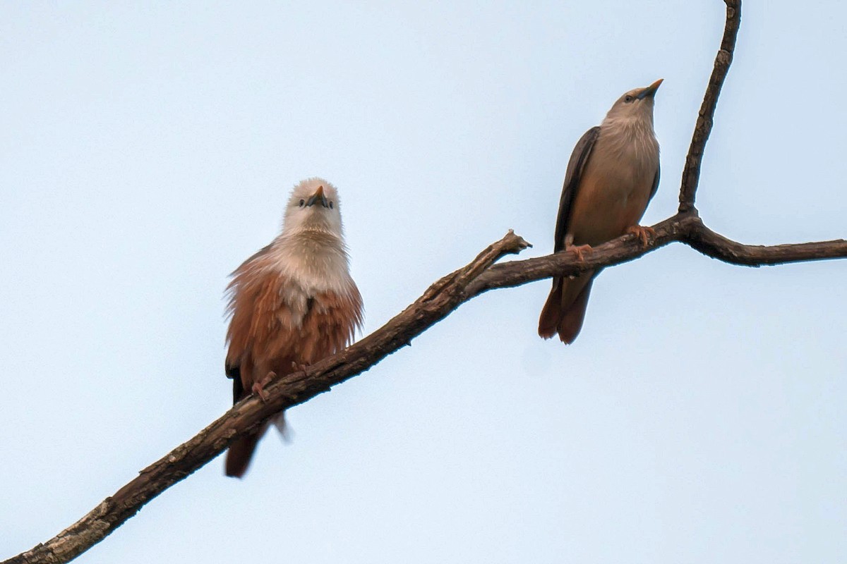 Malabar Starling - ML626120734