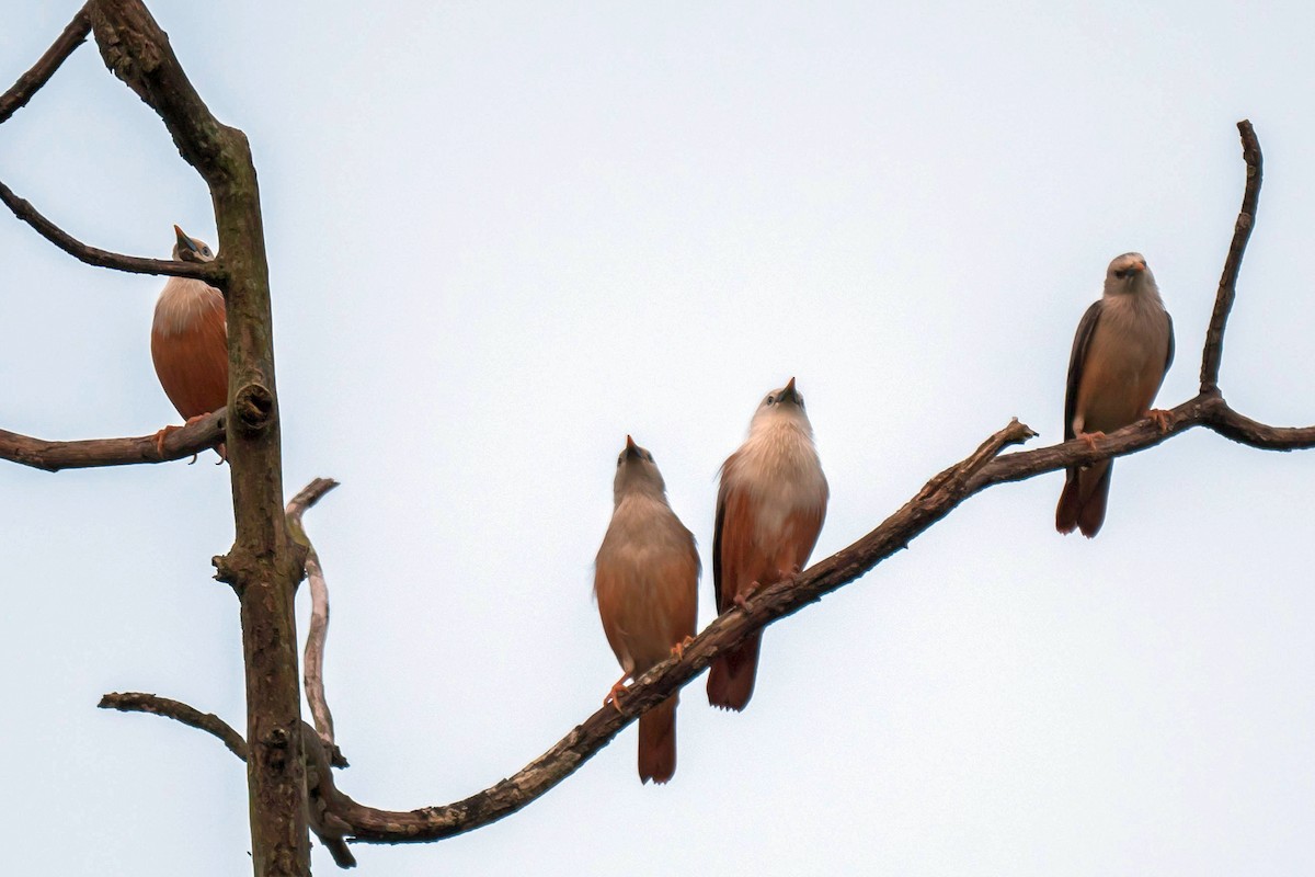 Malabar Starling - ML626120735