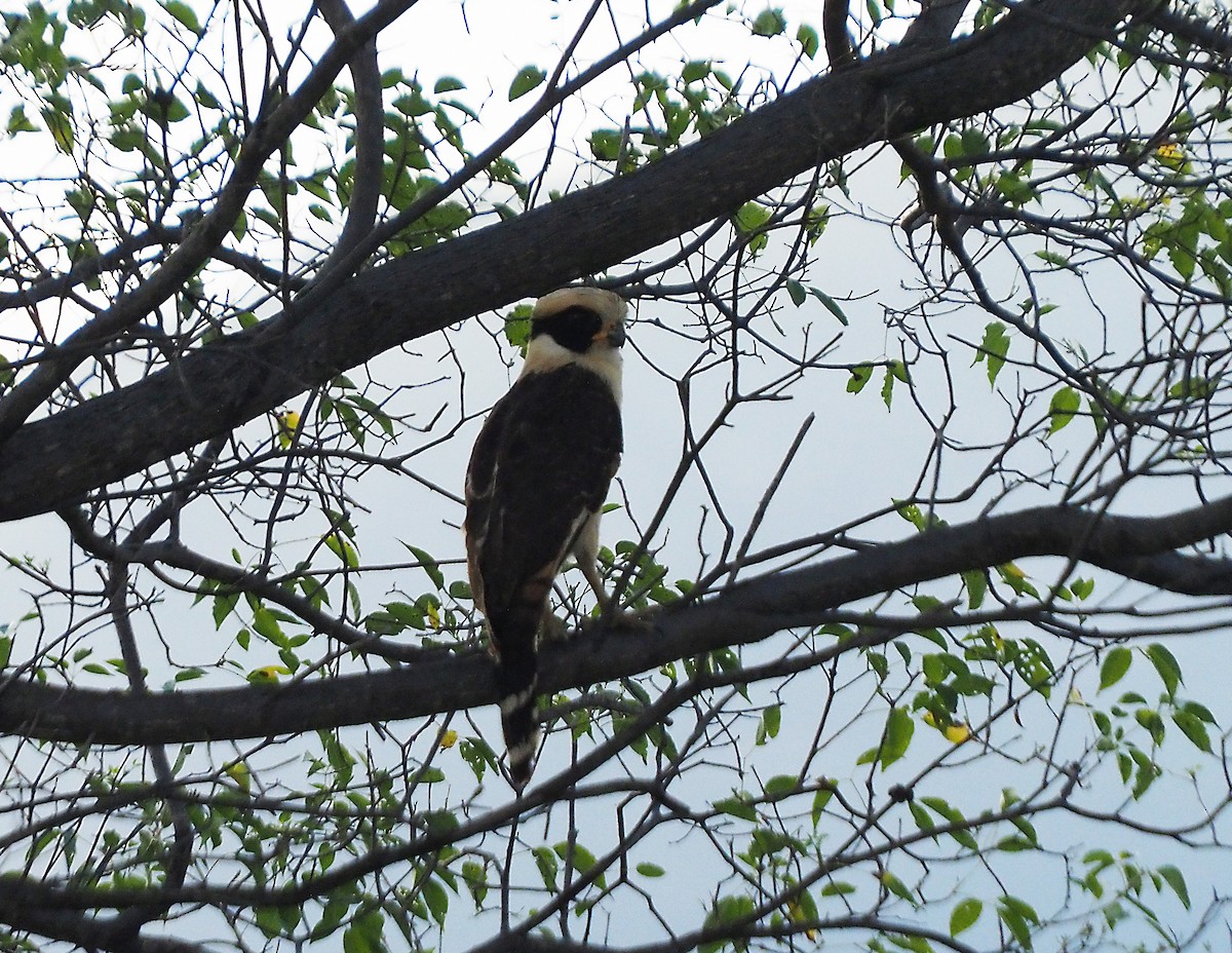 Laughing Falcon - ML626120861