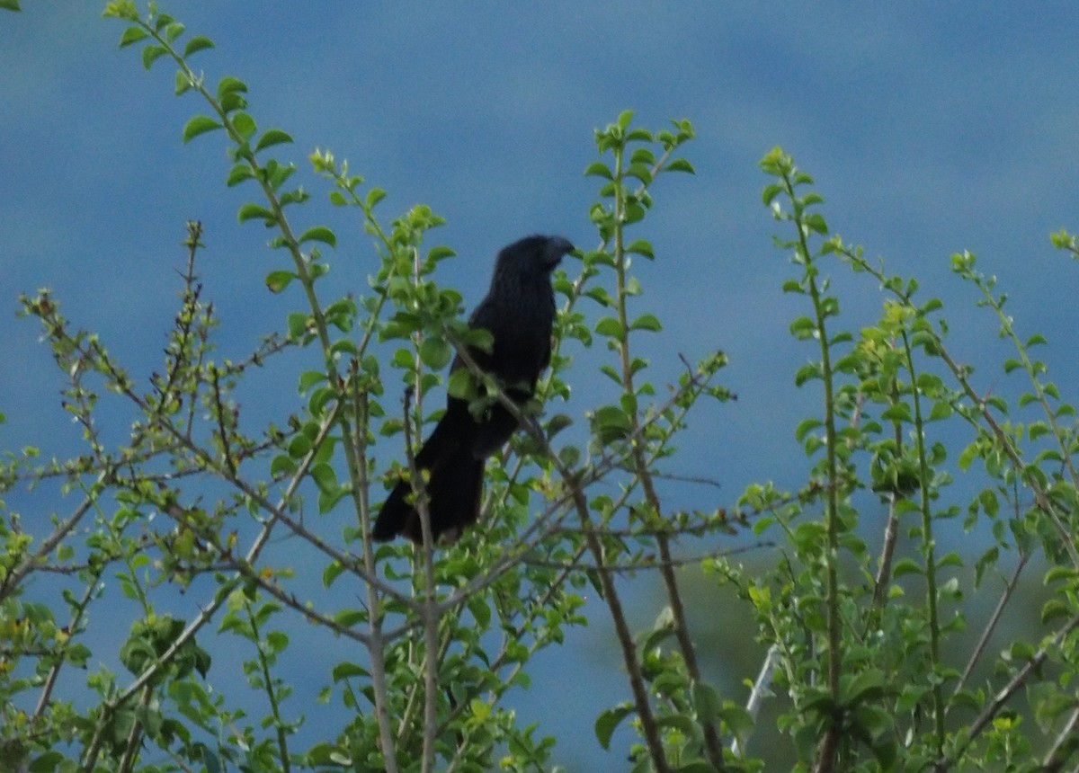 Groove-billed Ani - ML626120867