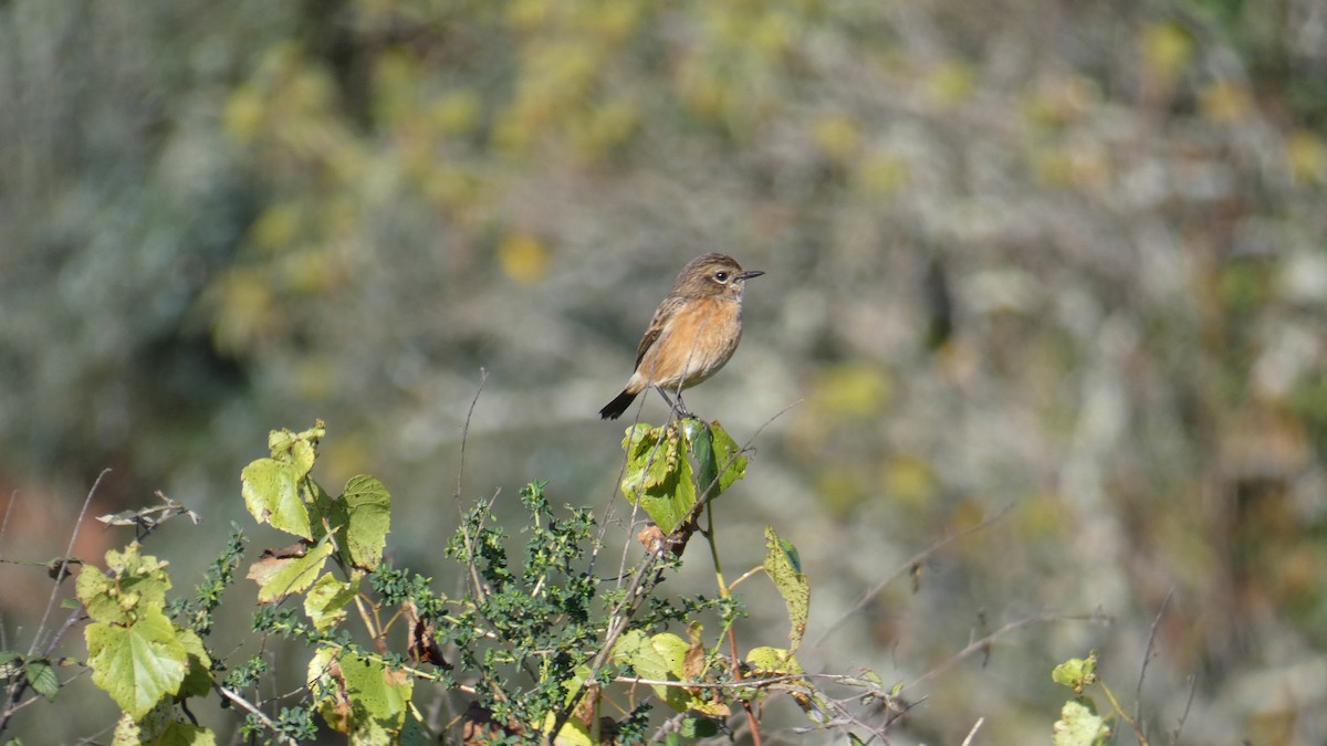 European Stonechat - ML626121128
