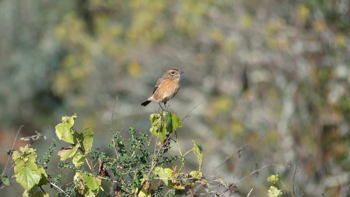 European Stonechat - ML626121129