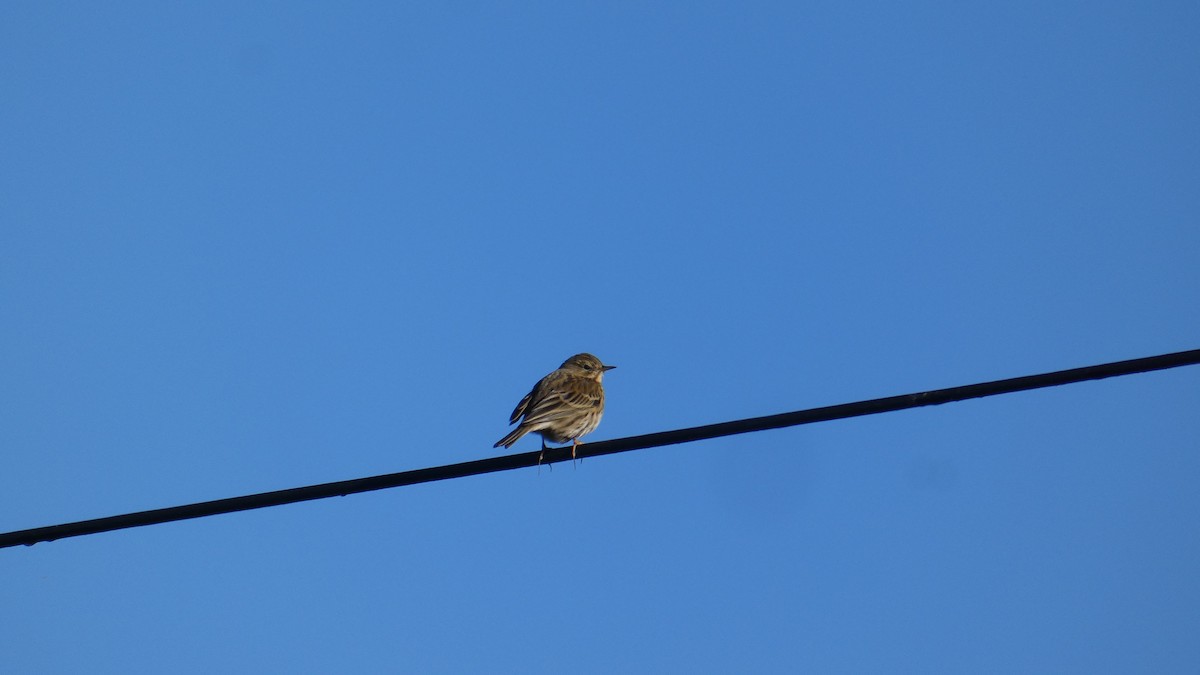 草地鷚 - ML626121145