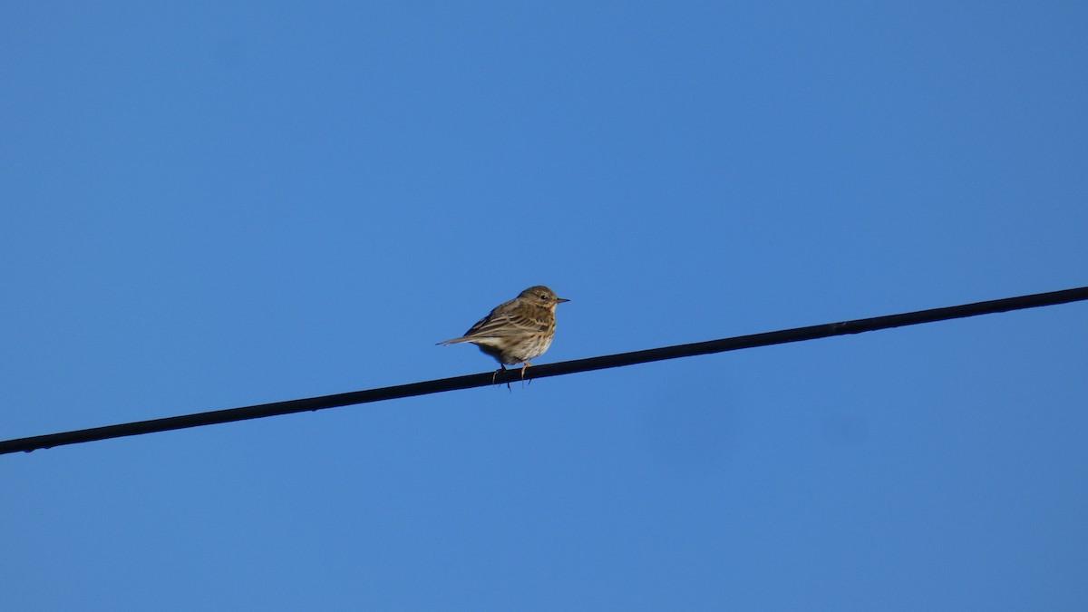 草地鷚 - ML626121146