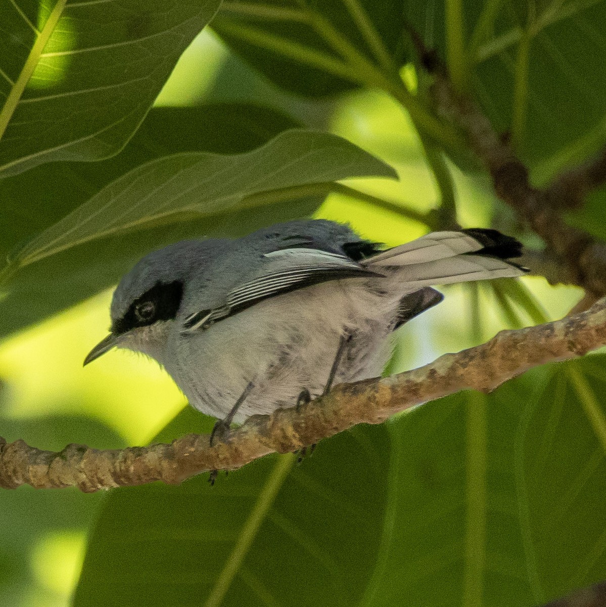 Masked Gnatcatcher - ML626121208