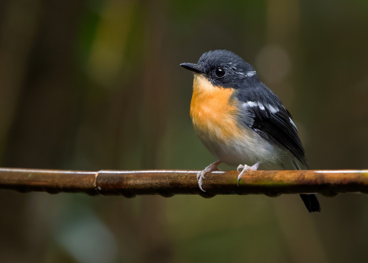 Rufous-chested Flycatcher - ML626121255