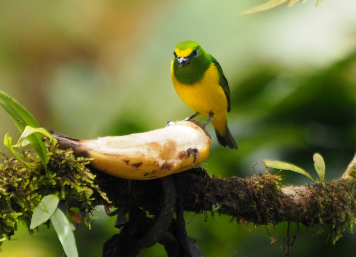 Blue-naped Chlorophonia - ML626121414