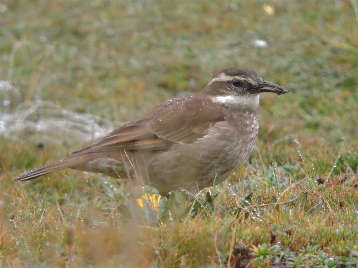 Stout-billed Cinclodes - ML62612151