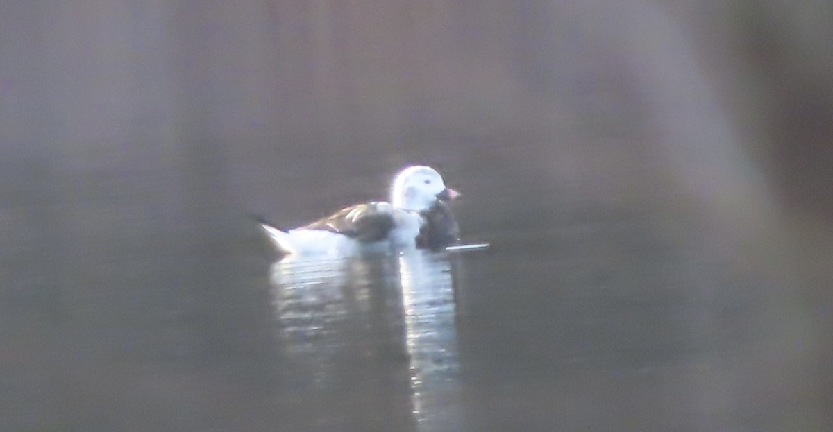 Long-tailed Duck - ML626121625