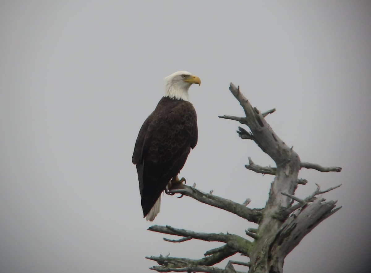 Bald Eagle - ML626121646