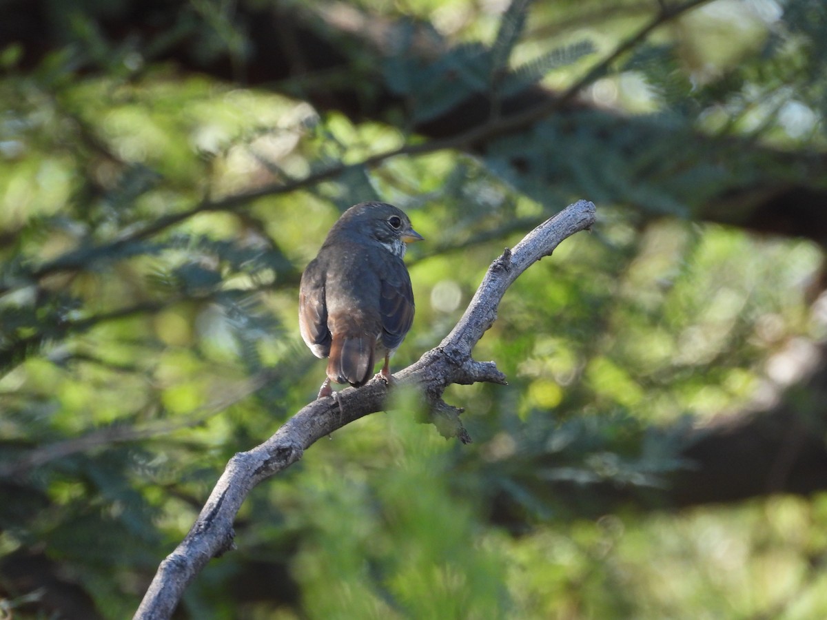 Fox Sparrow - ML626121866